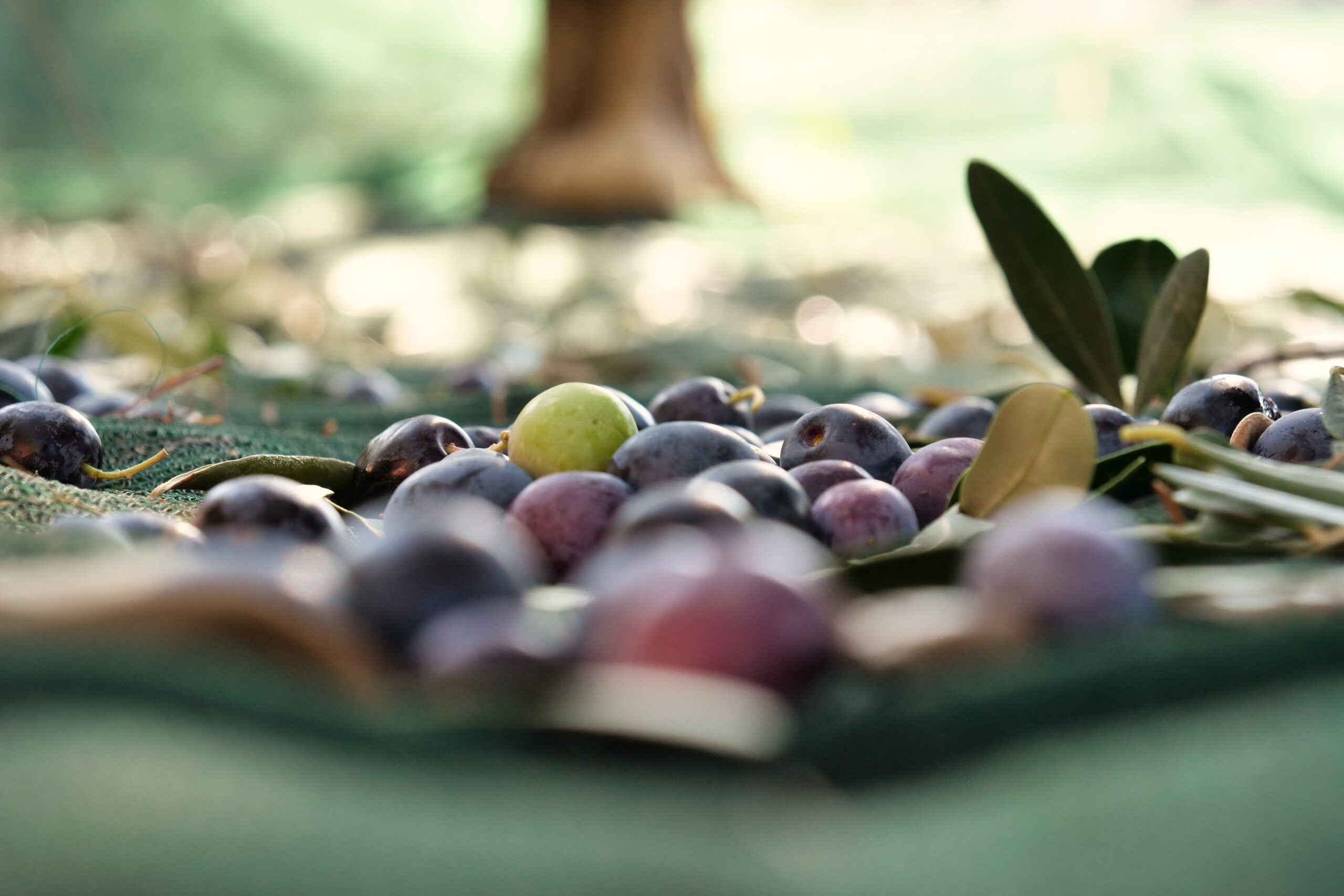 Olive, Olio, Frantoio