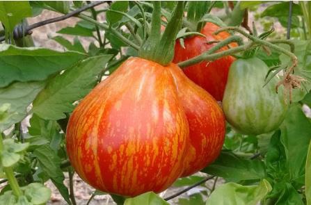 pomodoro Borsa di Montone
